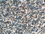 HLA-DPB1 Antibody in Immunohistochemistry (Paraffin) (IHC (P))