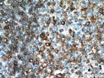 HLA-DPB1 Antibody in Immunohistochemistry (Paraffin) (IHC (P))