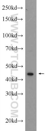 ribosomal protein L4 Antibody in Western Blot (WB)