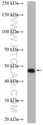 ribosomal protein L4 Antibody in Western Blot (WB)