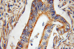 SERPINE2 Antibody in Immunohistochemistry (Paraffin) (IHC (P))