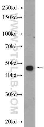 SERPINE2 Antibody in Western Blot (WB)