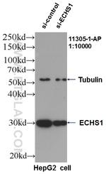 ECHS1 Antibody in Western Blot (WB)