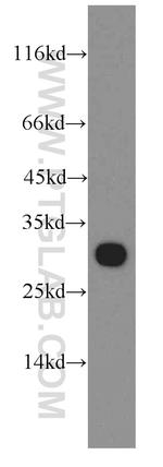 ECHS1 Antibody in Western Blot (WB)