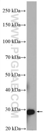 ECHS1 Antibody in Western Blot (WB)