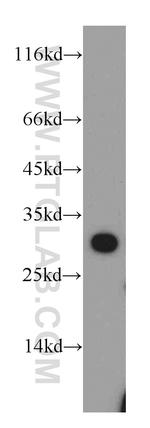 ECHS1 Antibody in Western Blot (WB)