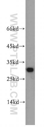 ECHS1 Antibody in Western Blot (WB)