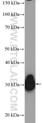 ECHS1 Antibody in Western Blot (WB)