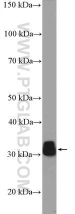 ECHS1 Antibody in Western Blot (WB)