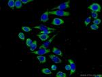 LPXN Antibody in Immunocytochemistry (ICC/IF)