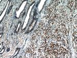LPXN Antibody in Immunohistochemistry (Paraffin) (IHC (P))
