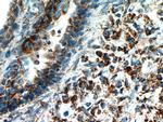 LPXN Antibody in Immunohistochemistry (Paraffin) (IHC (P))