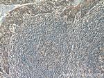 LPXN Antibody in Immunohistochemistry (Paraffin) (IHC (P))