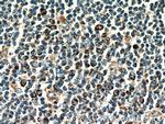 LPXN Antibody in Immunohistochemistry (Paraffin) (IHC (P))