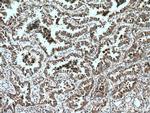 LPXN Antibody in Immunohistochemistry (Paraffin) (IHC (P))