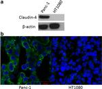 Claudin 4 Antibody in Western Blot (WB)