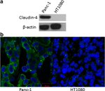 Claudin 4 Antibody in Western Blot, Immunohistochemistry (WB, IHC)