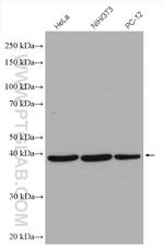 EIF3H Antibody in Western Blot (WB)