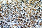 IRF3 Antibody in Immunohistochemistry (Paraffin) (IHC (P))