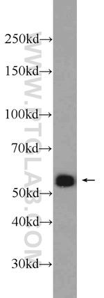 IRF3 Antibody in Western Blot (WB)