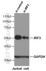 IRF3 Antibody in Western Blot (WB)