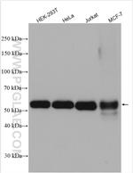 IRF3 Antibody in Western Blot (WB)