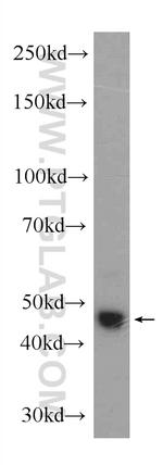 IRF3 Antibody in Western Blot (WB)