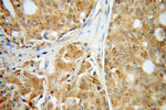 HEXA Antibody in Immunohistochemistry (Paraffin) (IHC (P))
