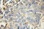 HEXA Antibody in Immunohistochemistry (Paraffin) (IHC (P))