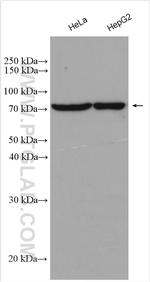 OSBPL11 Antibody in Western Blot (WB)