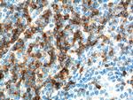 CD7 Antibody in Immunohistochemistry (Paraffin) (IHC (P))