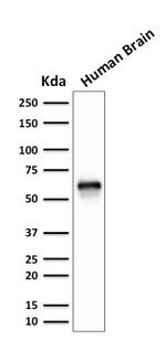 GPN1/XAB1 (DNA Repair and Protein Synthesis) Monoclonal Antibody (GPN1/2350)