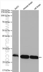 RAB35 Antibody in Western Blot (WB)