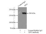 XPG Antibody in Immunoprecipitation (IP)