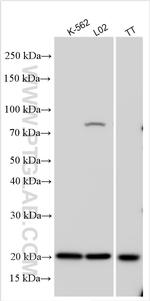 TIFA Antibody in Western Blot (WB)