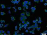 PTP1B Antibody in Immunocytochemistry (ICC/IF)