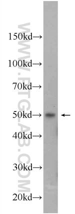 IRF1 Antibody in Western Blot (WB)