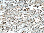 HDGF Antibody in Immunohistochemistry (Paraffin) (IHC (P))