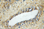 STAMBP Antibody in Immunohistochemistry (Paraffin) (IHC (P))