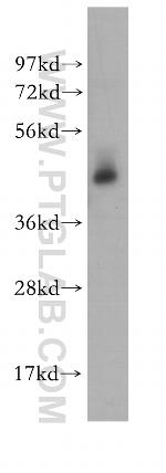 STAMBP Antibody in Western Blot (WB)