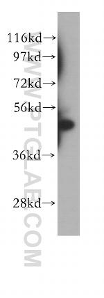 STAMBP Antibody in Western Blot (WB)