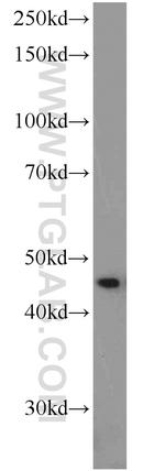 FLI1 Antibody in Western Blot (WB)