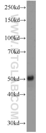FLI1 Antibody in Western Blot (WB)