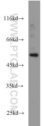 FLI1 Antibody in Western Blot (WB)