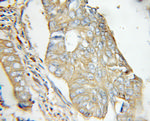 EXT2 Antibody in Immunohistochemistry (Paraffin) (IHC (P))