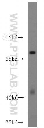 EXT2 Antibody in Western Blot (WB)