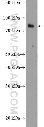 EXT2 Antibody in Western Blot (WB)