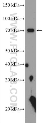 EXT2 Antibody in Western Blot (WB)