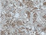 EIF3E Antibody in Immunohistochemistry (Paraffin) (IHC (P))
