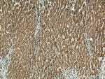 MYDGF Antibody in Immunohistochemistry (Paraffin) (IHC (P))